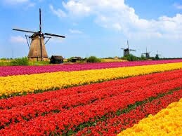 Tulipes en Hollande