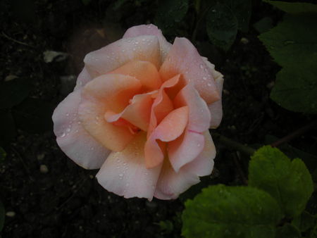 050