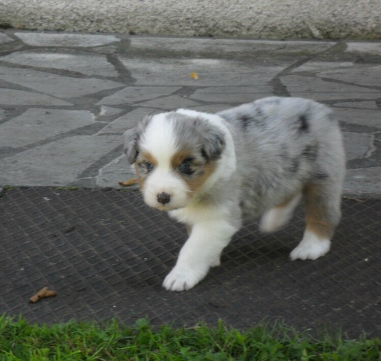 Mâle Bleu Merle Ginger Ma Berger Australienne