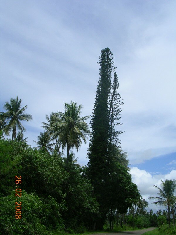 pin colonnaire et cocotiers Photo de les routes tranversales "un