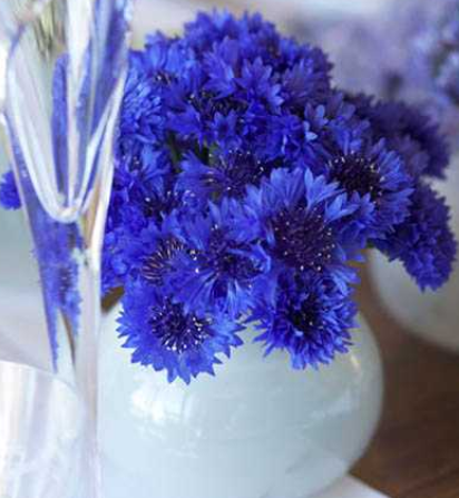 bleu&