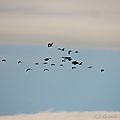 DSCN0868