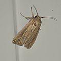 Mythimna riparia ( leucenie riveraine )