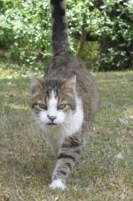 Chataigne, le chat (photo C.F)