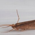 Un insecte aux faux airs de papillon de nuit...