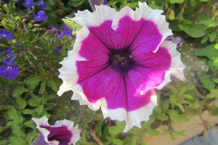 Fleurs Aout 2013 014