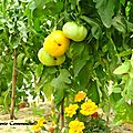 Tomate