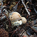 baer-09-10-20-09
