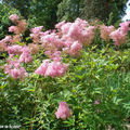 Fleurs vaporeuses du jardin thématique