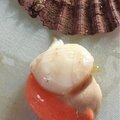 La coquille saint-jacques de normandie label rouge, une merveille de la mer