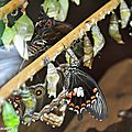 Eclosion-Papilio-memnon