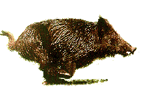 sanglier