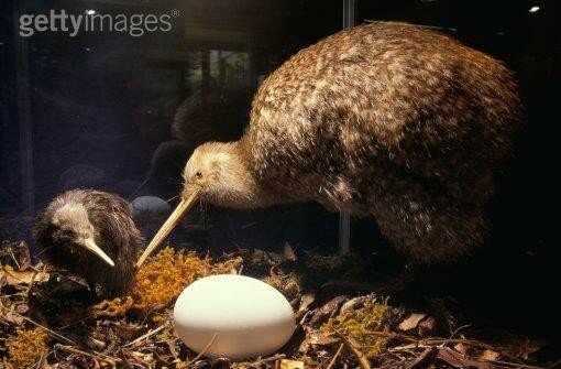 Kiwis Une Grenouille Chez Les Kiwis