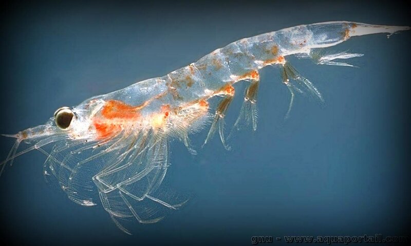 zooplancton_krill_atlantique_meganyctiphanes_norvegica