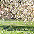 Au parc balzac à angers, les pruniers sauvages fleurissent !