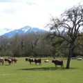 Campagne de Reignier