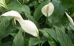 Paysagiste-Biarritz-Paysagiste-Bayonne-Paysagiste-Pays-Basque-Paysagiste-Landes-Spathiphyllum-Fleur-de-lune-plante-depolluante