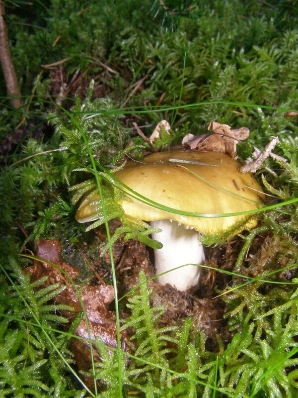 Ah Enfin des bonnes récoltes - Les champignons et la nature dans tous ...