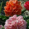 Tulipe cool cristal