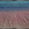 Grains de feldspath ou le corail des pauvres...