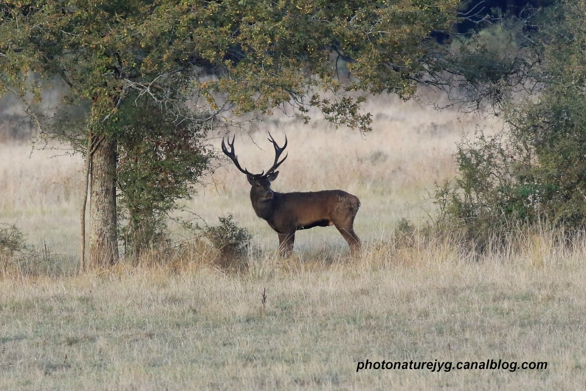  Photographe  Animalier  et Naturaliste 