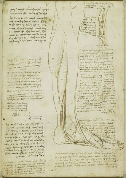 Leonardo da Vinci (1452-1519) - The skeleton (recto); The muscles of the  face and arm, and the nerves and veins of the hand (verso)