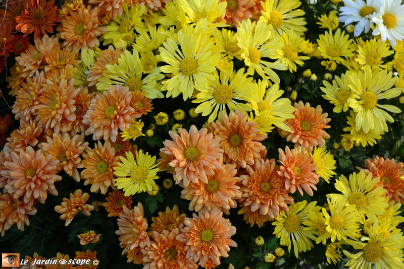 PAT_9098-Chrysanthème