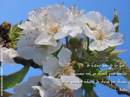 2011_b_amo