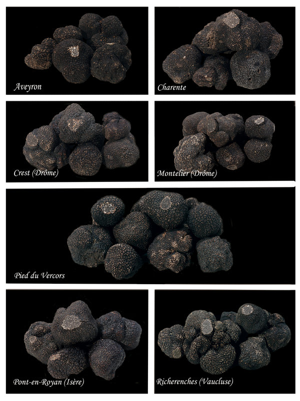 TRUFFES_BROSSEES_1