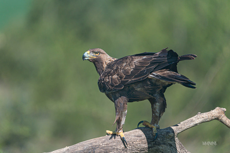 Aigle royal-3