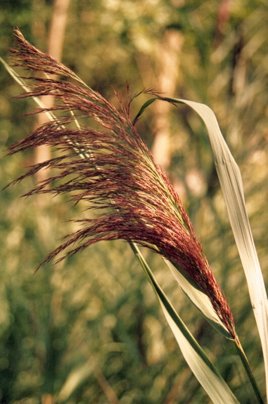 Roseau