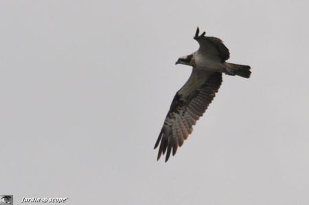 Balbuzard pêcheur au dessus de la Loire