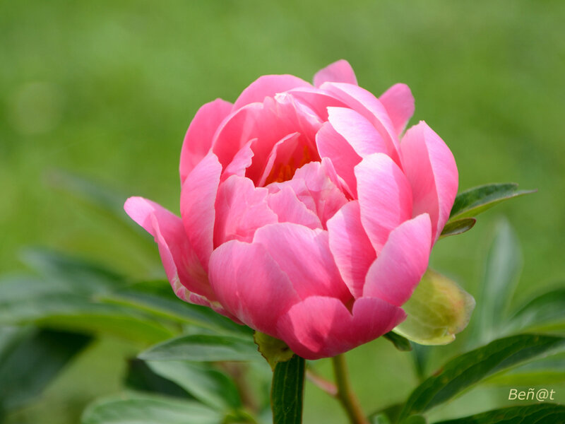 Pivoine