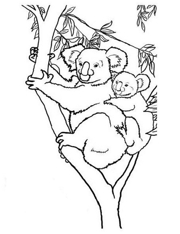 Maman-koala-et-son-petit