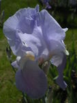 jardin_30_05_09_iris_1