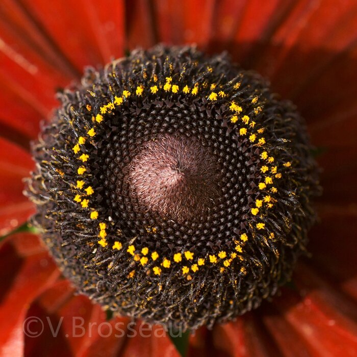 coeur-fleur14-01