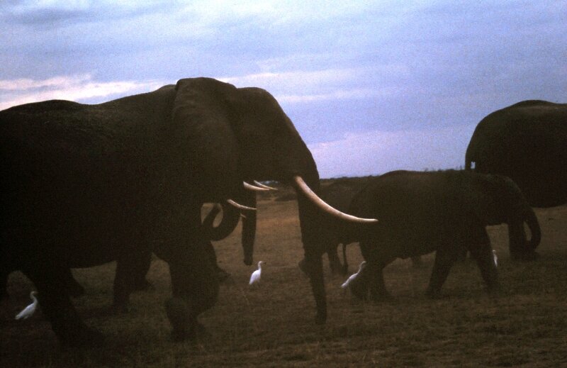 amboseli elephants troupeaux gg