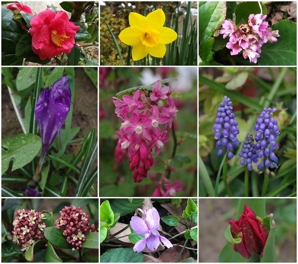 fleurs