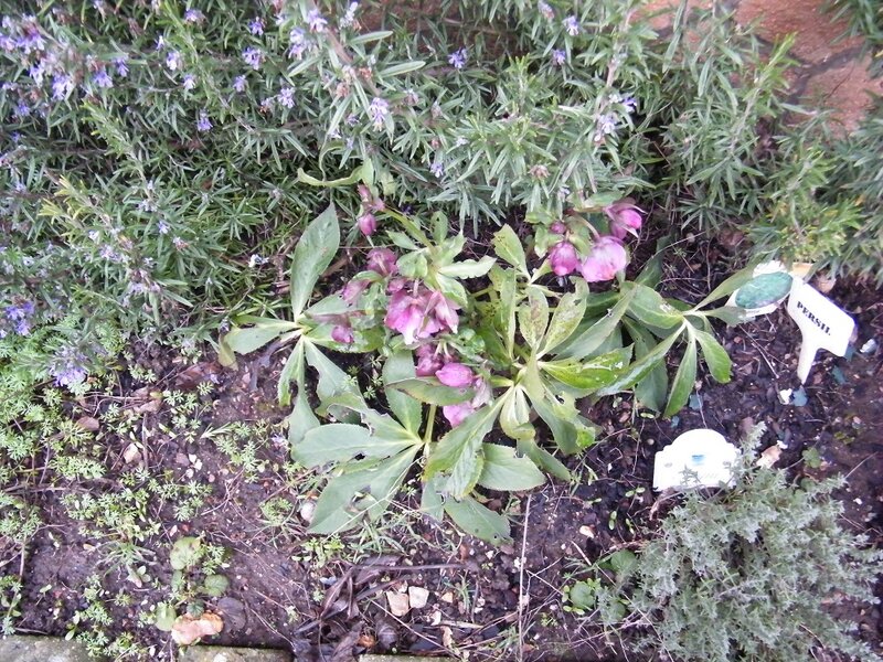 HELLEBORES