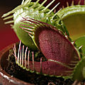 Les plantes sensitives