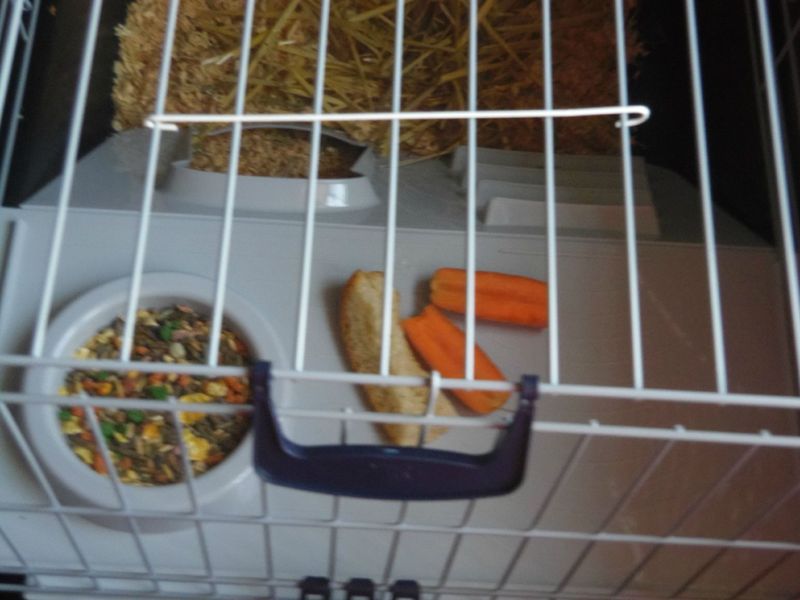 Combien De Temps Peut On Laisser Un Lapin Seul Comment éduquer un bebe lapin ? - Rongeur Compagnie