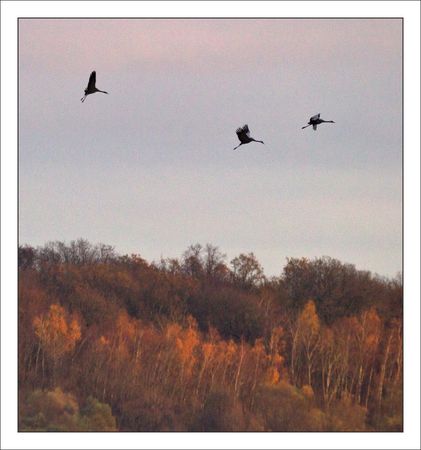 Montier_lulu_grues_arrivee_bois_couleurs_automne_191110