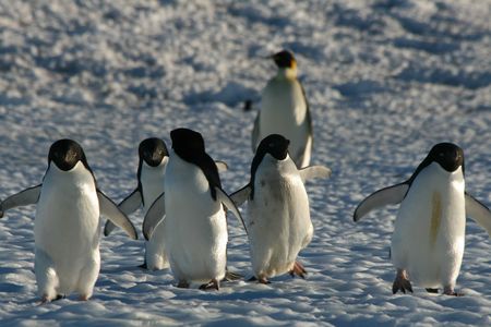 Rencontre sur la banquise