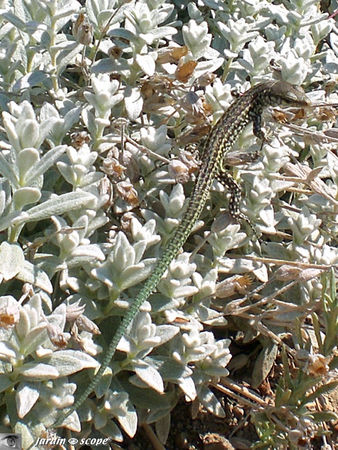 Lezard Corse sur Cerastium tomentosum