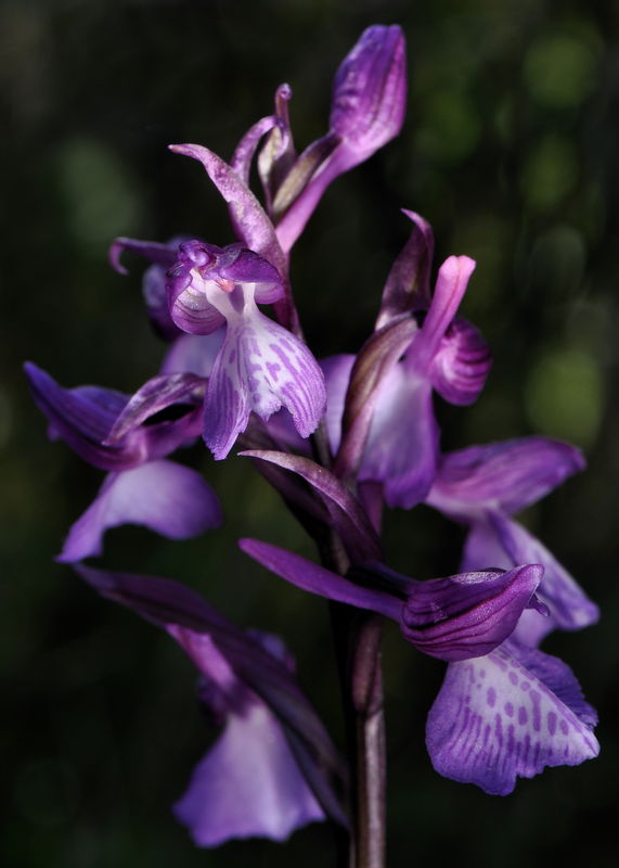 _DSC0328_Anacamptis_champagneuxii_x_papilionacea_3