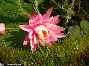 Le Jardin de Chantal et Alain Touzeau