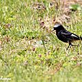 Rougequeue noir, Phoenicurus ochruros