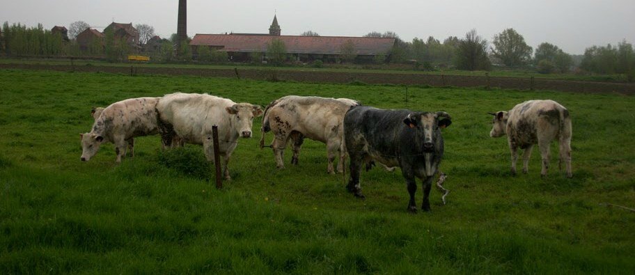 OSez l'AgroÉcologie : Relancer la race mixte Bleue du Nord