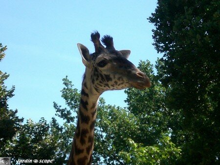 6649_Girafe