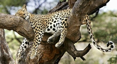 400220leopardflickr